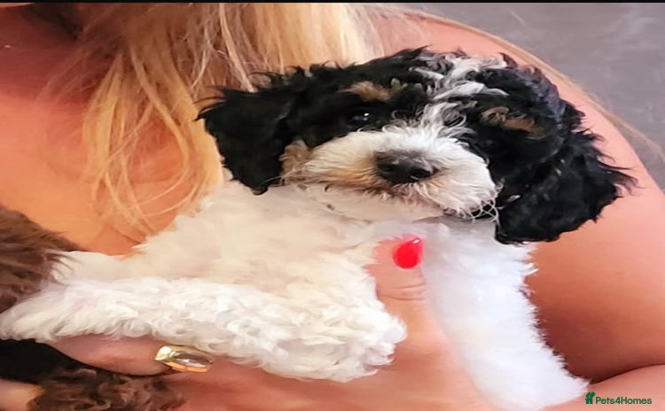 Cavapoo dogs - Advert 1