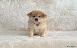 Siberian Husky dogs for sale: Stunning exotic colour chowsky puppies for sale - Image 28