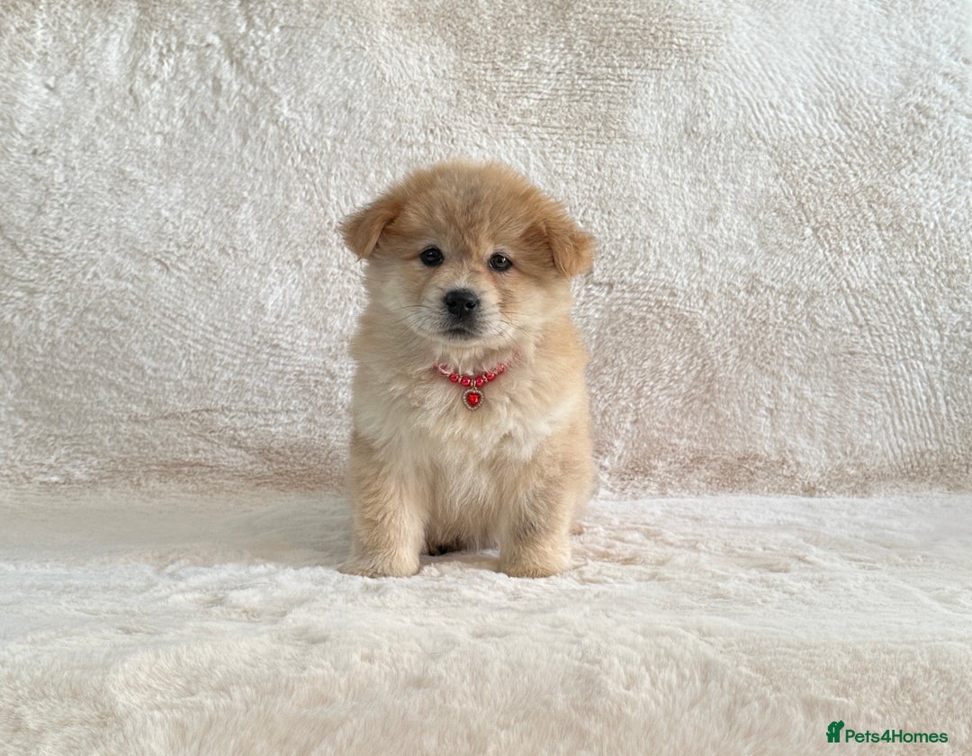 Siberian Husky dogs for sale: Stunning exotic colour chowsky puppies for sale - Image 28