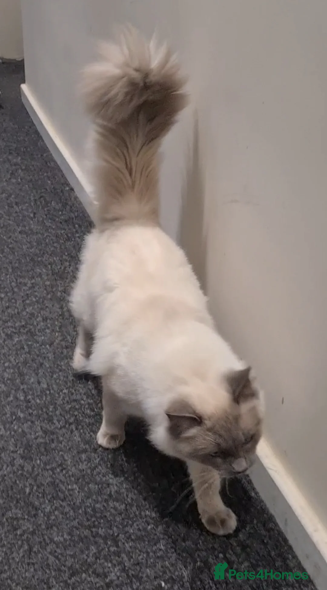 Ragdoll cats for stud: PROVEN STUD (bluepoint) in Brighouse - Advert 5