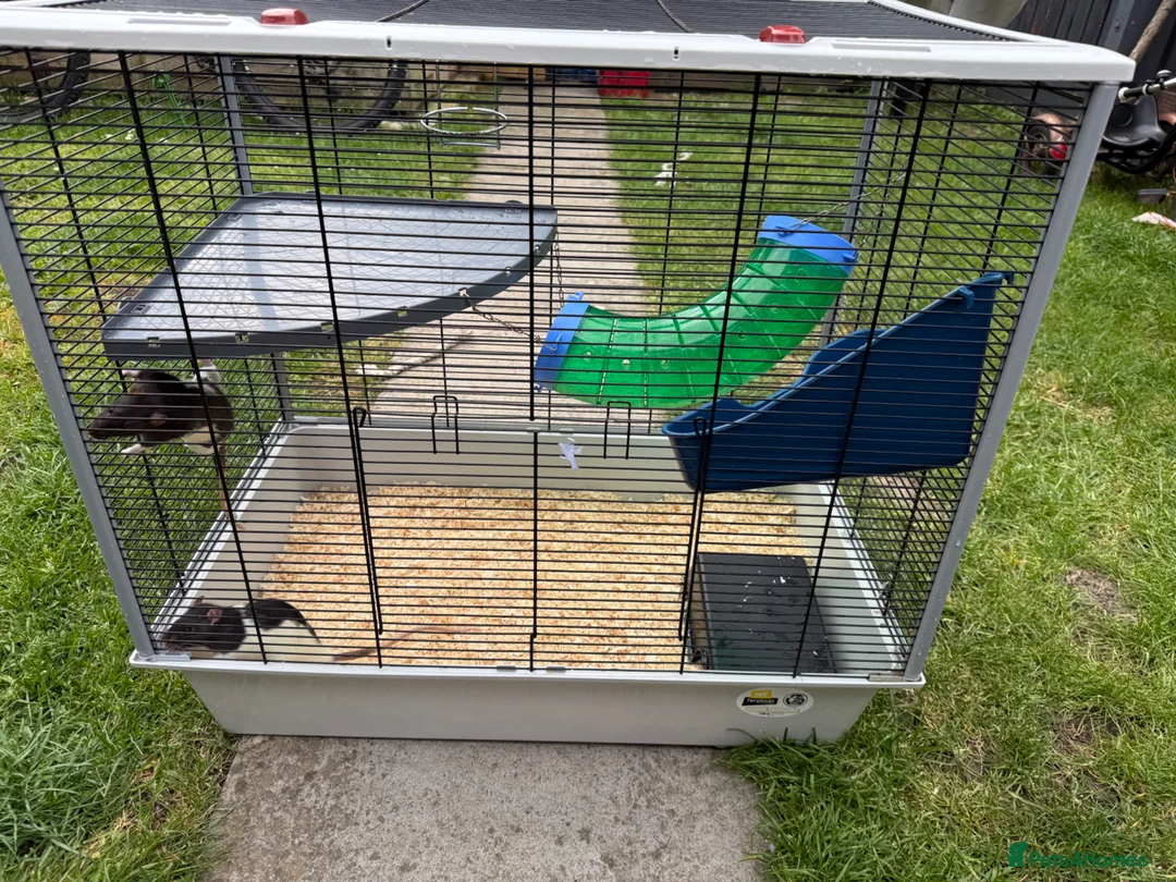 Rat rodents for sale: 2 x Female Rats  in Swindon - Advert 2
