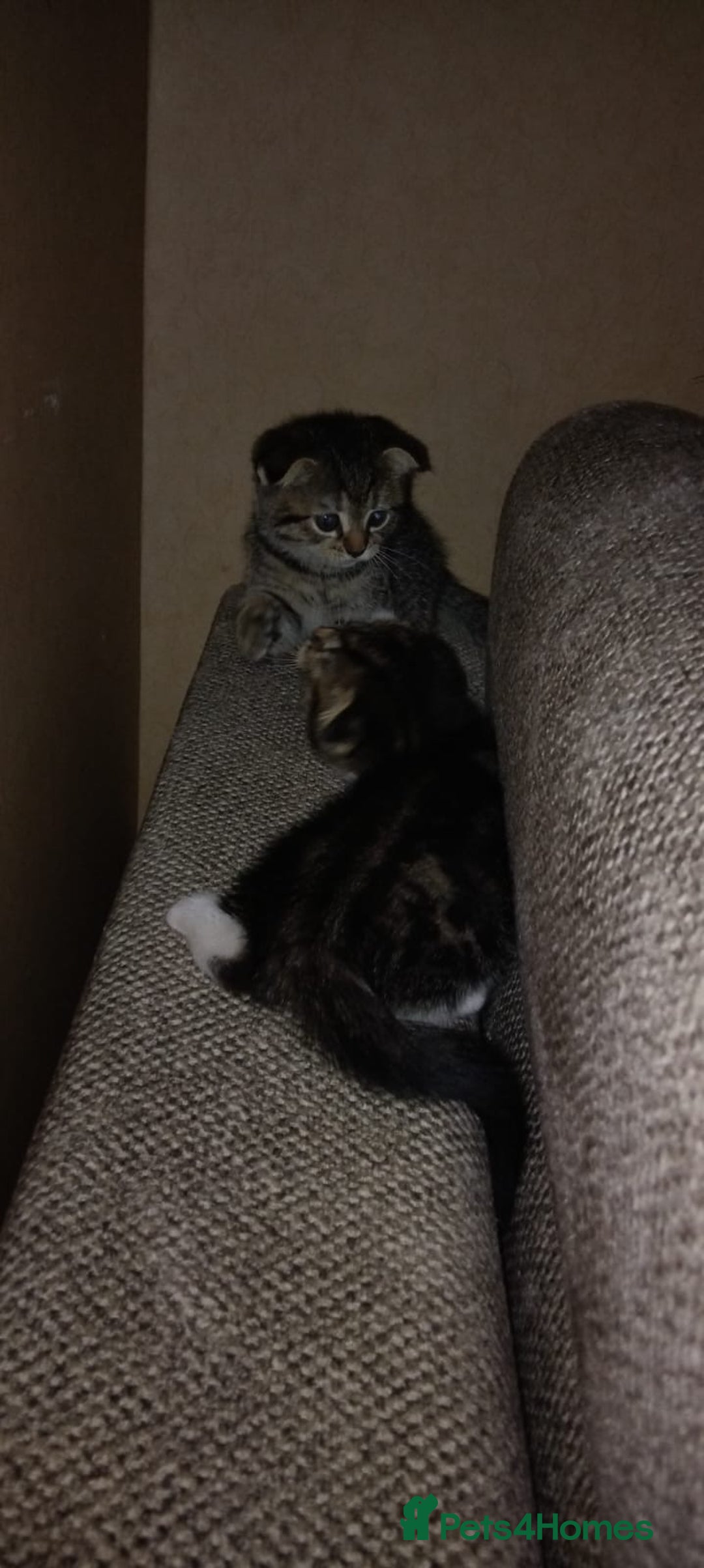 Scottish Fold cats for sale: No name - Image 3