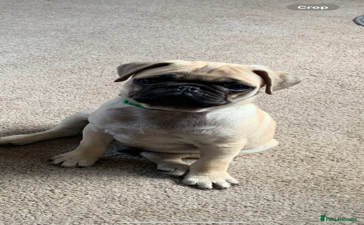 Pug dogs in Ongar - Advert 1