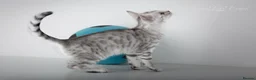 Bengal cats for sale: Rare Blue Snow Bengal Boy in Northampton - Advert 3