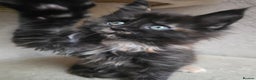 Maine Coon cats for sale: Amazing Large Purebred Maine Coon Kittens - Advert 10