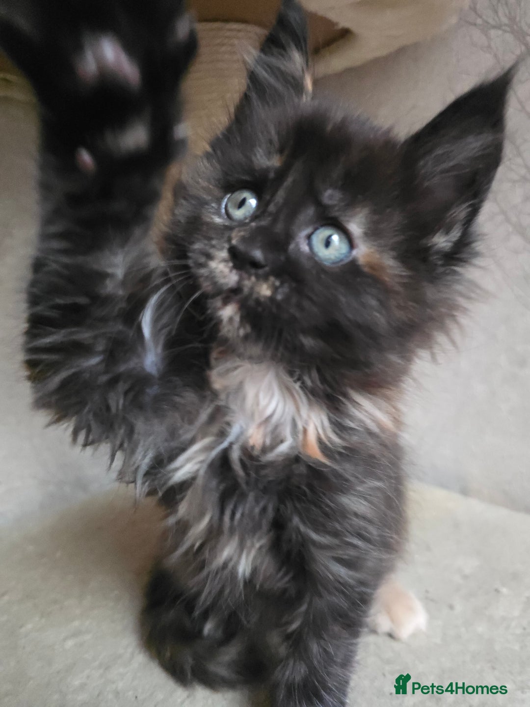 Maine Coon cats for sale: Amazing Large Purebred Maine Coon Kittens - Advert 10