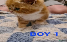 Persian cats for sale: Beautiful Persian X BSH Kittens  - Image 11