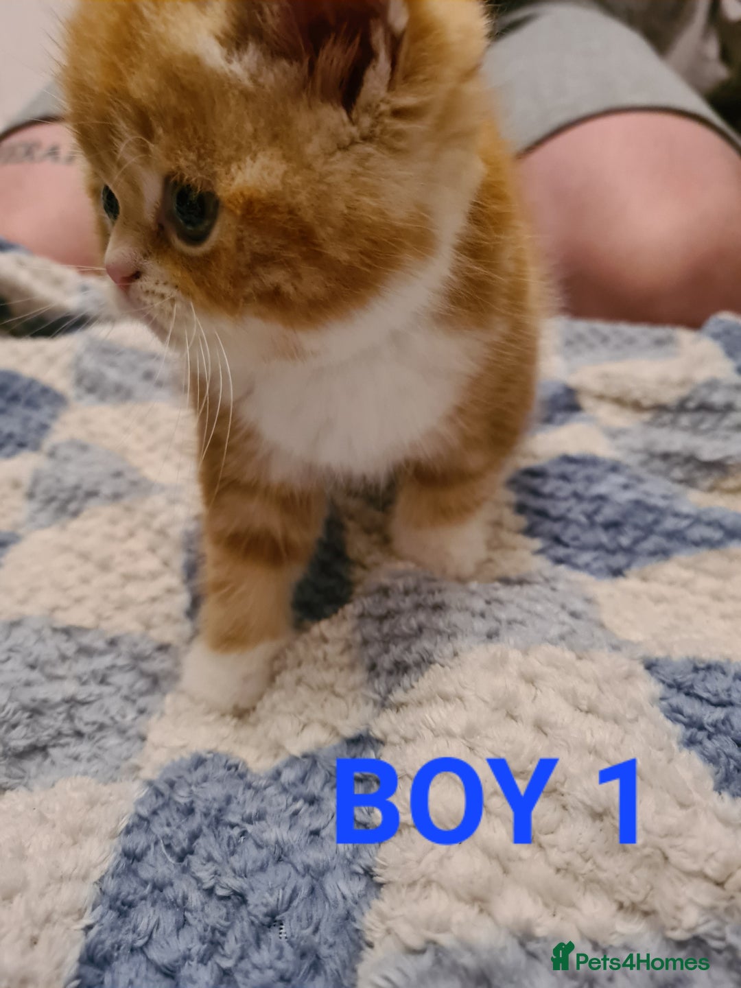 Persian cats for sale: Beautiful Persian X BSH Kittens  - Image 11