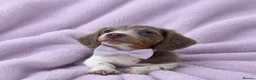 Miniature Dachshund dogs for sale: ♥️ long haired mini daxi ♥️ - Advert 3