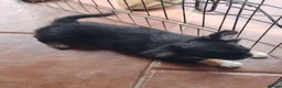 Chihuahua dogs for sale: Stunning apple dome head long coat black tri boy  in Dronfield - Advert 8