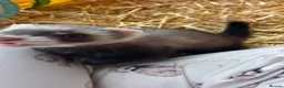 Ferret rodents for sale: Ferret kits for sale - Advert 3