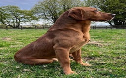 Labrador Retriever dogs for sale: Kennel Club Fox Red Labrador Puppies Health Tested - Advert 37