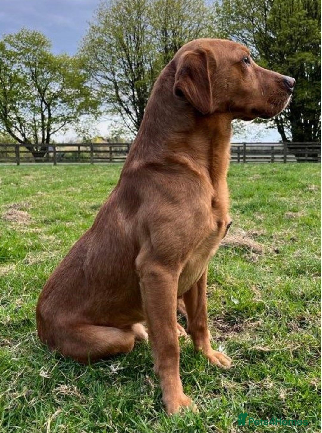 Labrador Retriever dogs for sale: Kennel Club Fox Red Labrador Puppies Health Tested - Advert 37