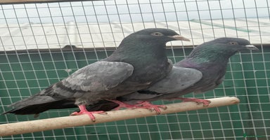 Pigeons birds - Advert 2