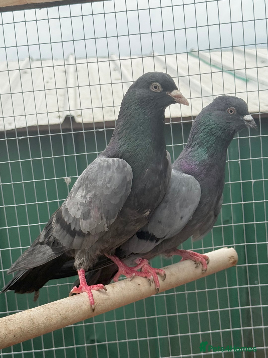 Pigeons birds for sale: X34 Pakistani Pigeons to go - Image 3