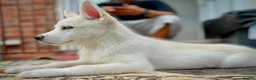 Siberian Husky dogs for sale: Beautiful puppies  - Advert 19