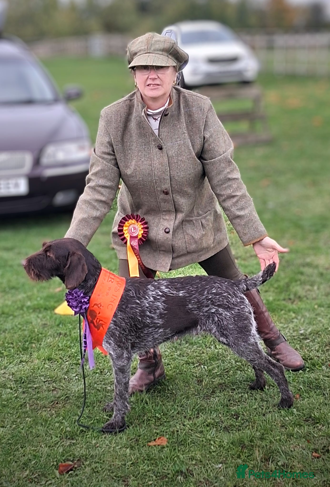 German Wirehaired Pointer dogs  Rare opportunity  to get something  great! - Advert 4