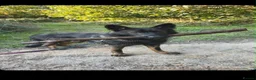 German Shepherd dogs for sale: DDR GERMAN SHEPHARD - Advert 2