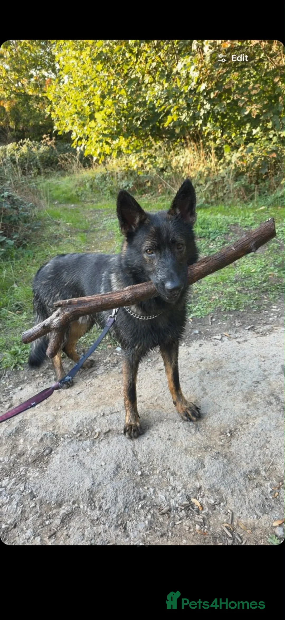 German Shepherd dogs for sale: DDR GERMAN SHEPHARD - Advert 2