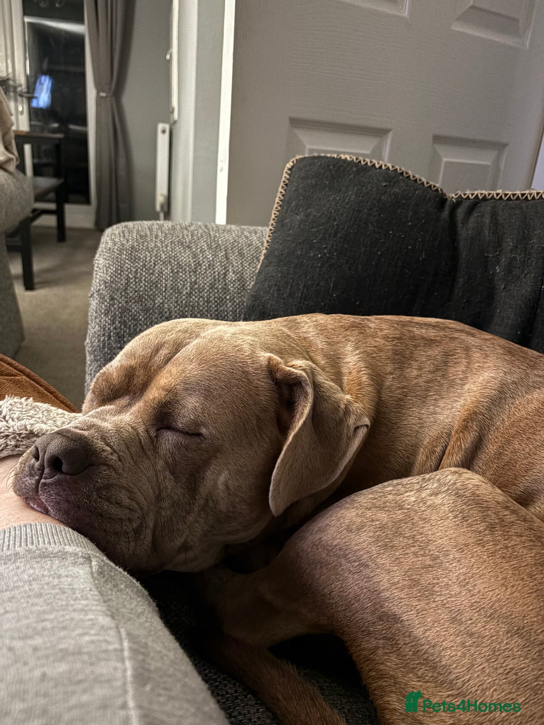 Mixed Breed dogs for sale: StaffyxPocket Bully Needs Re-Home - Advert 1