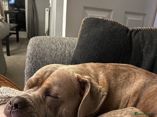 Mixed Breed dogs StaffyxPocket Bully Needs Re-Home - Advert 1