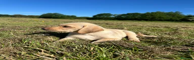 Labrador dark yellow bitch 