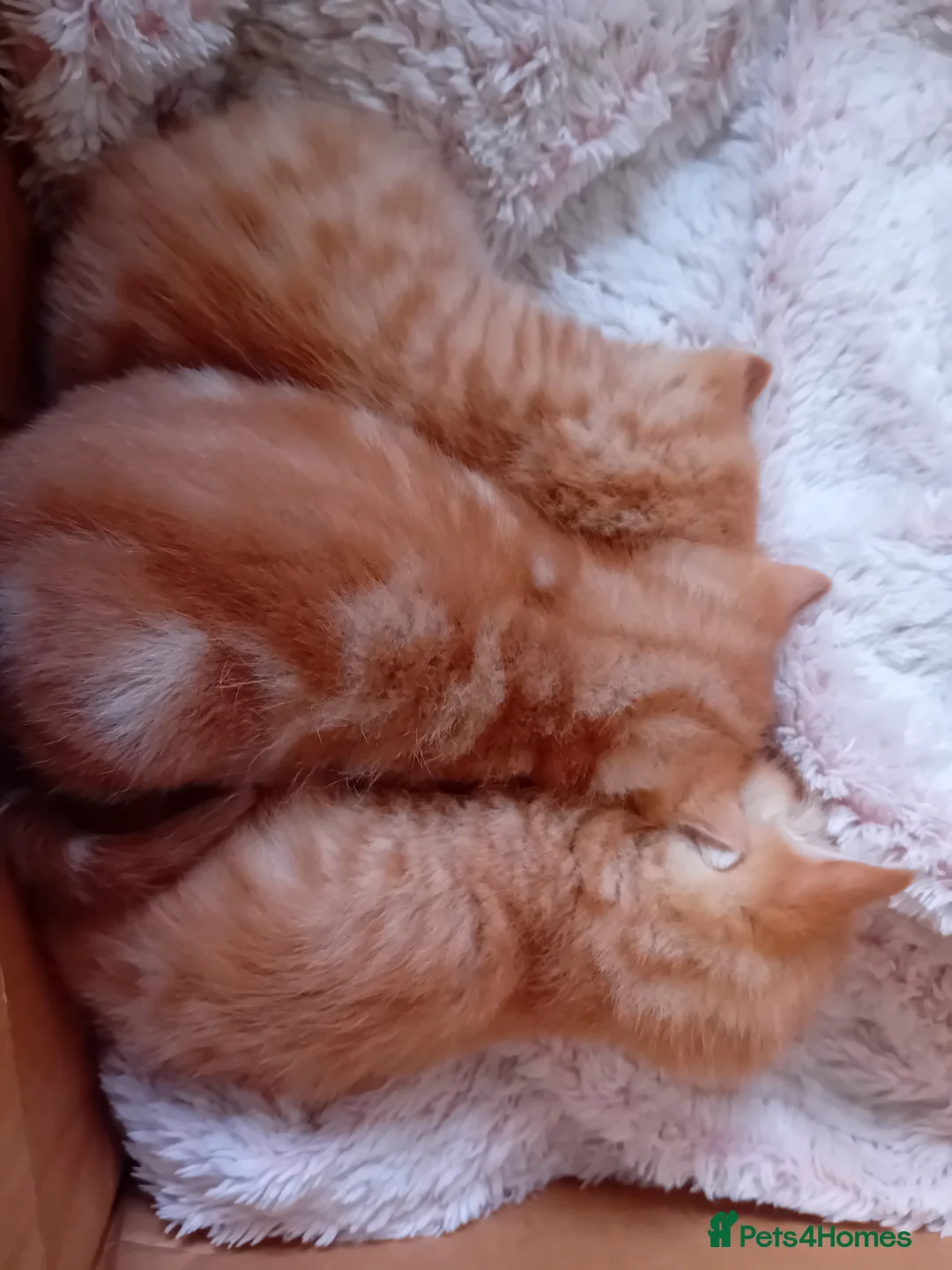 Domestic Shorthair cats for sale: 3 gorgeous ginger male kittens - Advert 2