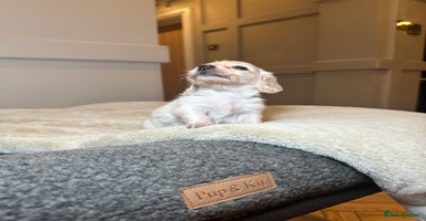Miniature Dachshund dogs - Advert 6