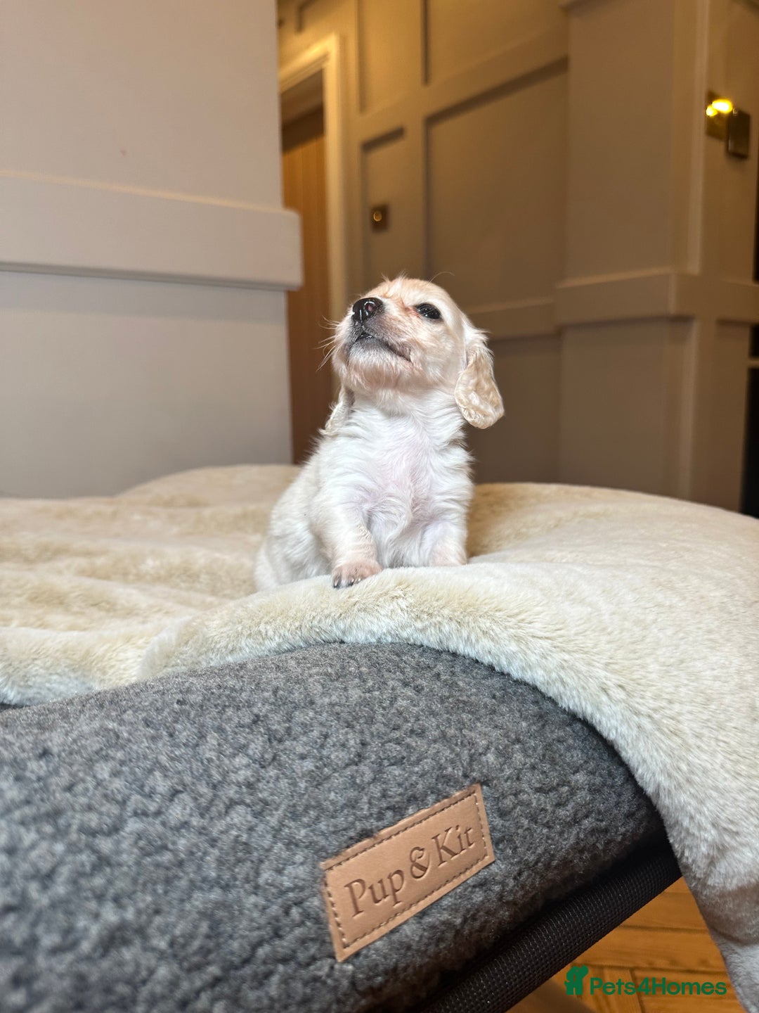Miniature Dachshund dogs for sale: Clear Cream Miniature Dachsunds - Image 4