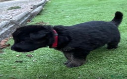 German Shepherd dogs for sale: German Shepherd's from DDR and Czech bloodlines.  - Image 28