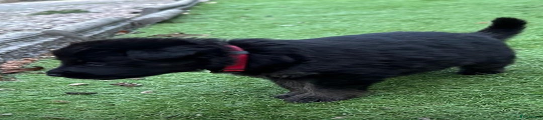 German Shepherd Puppy 1