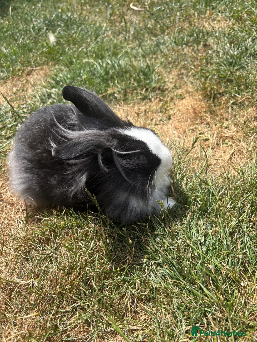 Mixed Breed rabbits for sale: 🐇2 left🐇Bunnies for sale all available - Advert 2