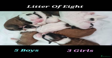 Tibetan Terrier dogs - Advert 5