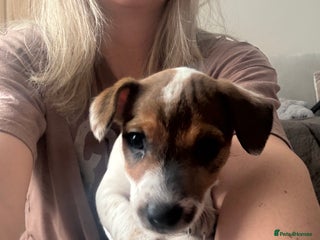 Jack Russell dogs Jack Russell puppiesx1 girl left ready to go today - Advert 1