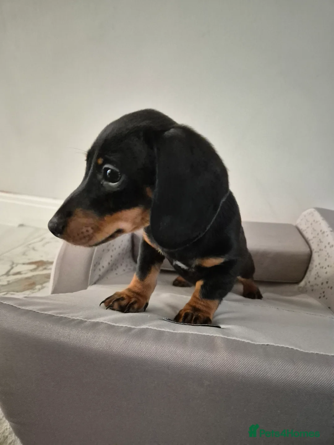Dachshund dogs for sale: 💙 Miniature Dachshund Boy!💙 - Advert 24