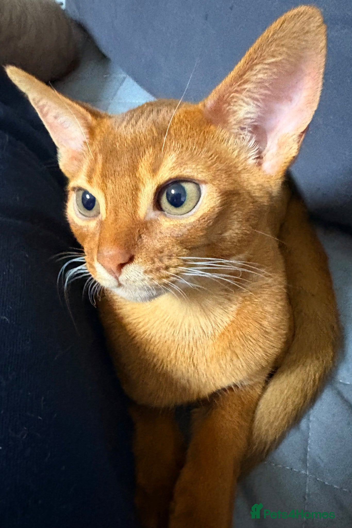 Abyssinian cats Stunning Abyssinian champion line kittens-last boy - Advert 17