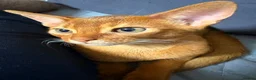 Abyssinian cats for sale: Stunning Abyssinian champion line kittens-last boy - Advert 6