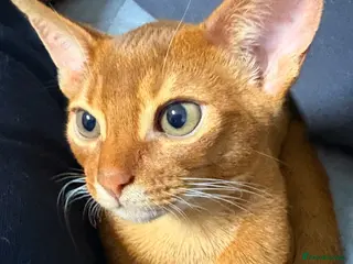 Abyssinian cats Stunning Abyssinian champion line kittens-last boy - Advert 17