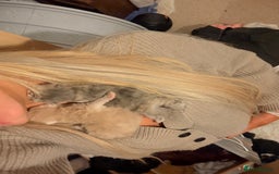 Persian cats for sale: Persian Kittens🩷born: 30th September  - Image 6