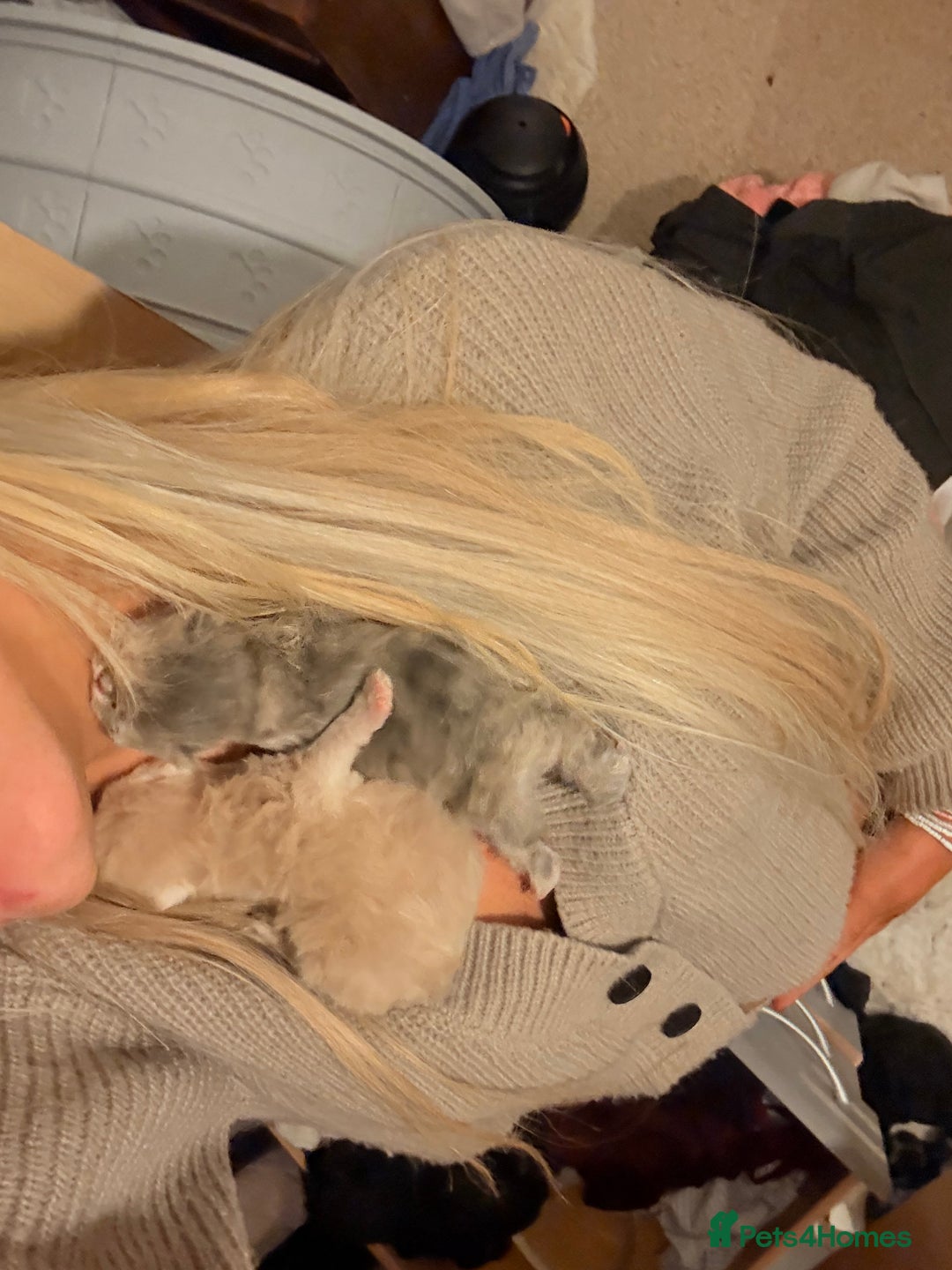 Persian cats for sale: Persian Kittens🩷born: 30th September  - Image 6