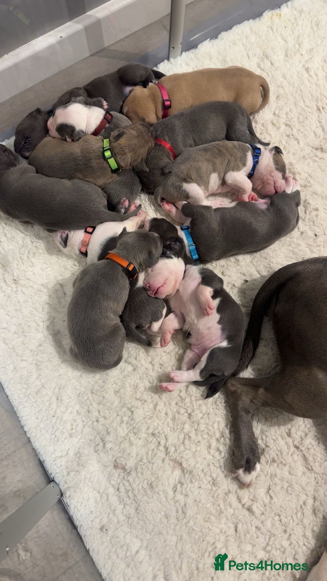Mixed Breed dogs for sale: Staffy x mastiff mix  - Image 29