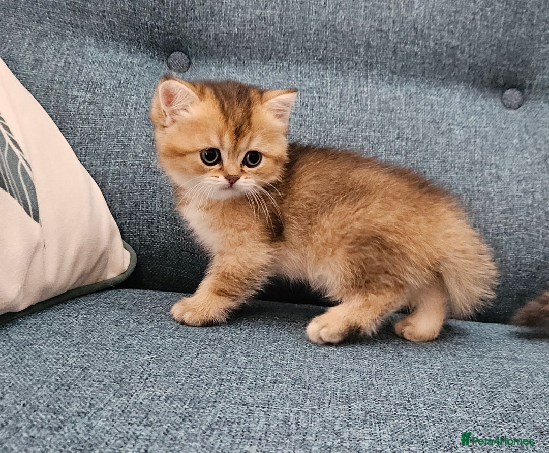 Scottish Fold cats for sale: Excellent Scottish fold kittens  - Image 33