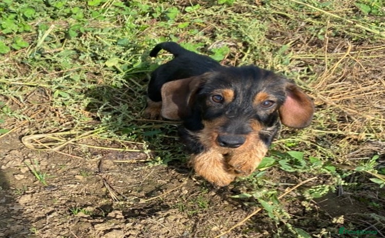 Dachshund dogs in Northampton - Advert 3