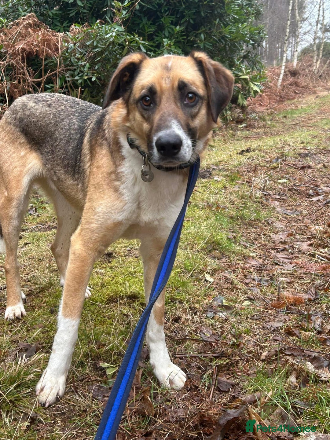 Mixed Breed dogs for adoption: Teddy - Norwich Norfolk  in Norwich - Image 19