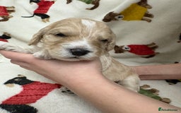 Cockapoo dogs for sale: Five Beautiful Cockerpoo Puppies  - Image 1