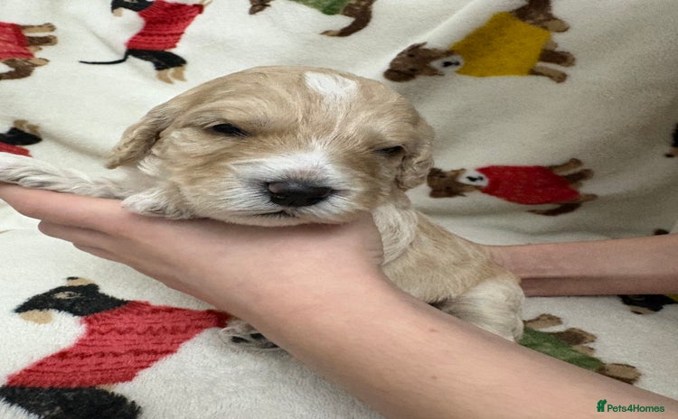 Cockapoo dogs - Advert 1