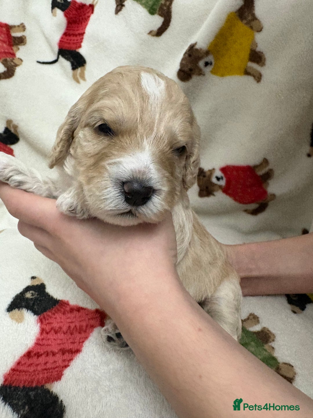 Cockapoo dogs for sale: Five Beautiful Cockerpoo Puppies  - Image 1