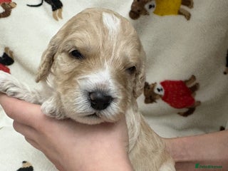 Cockapoo dogs - Advert 2