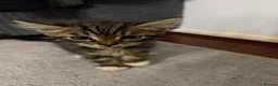 Mixed Breed cats for sale: Adorable Kittens Ready for Their Forever Homes🐾 - Advert 34