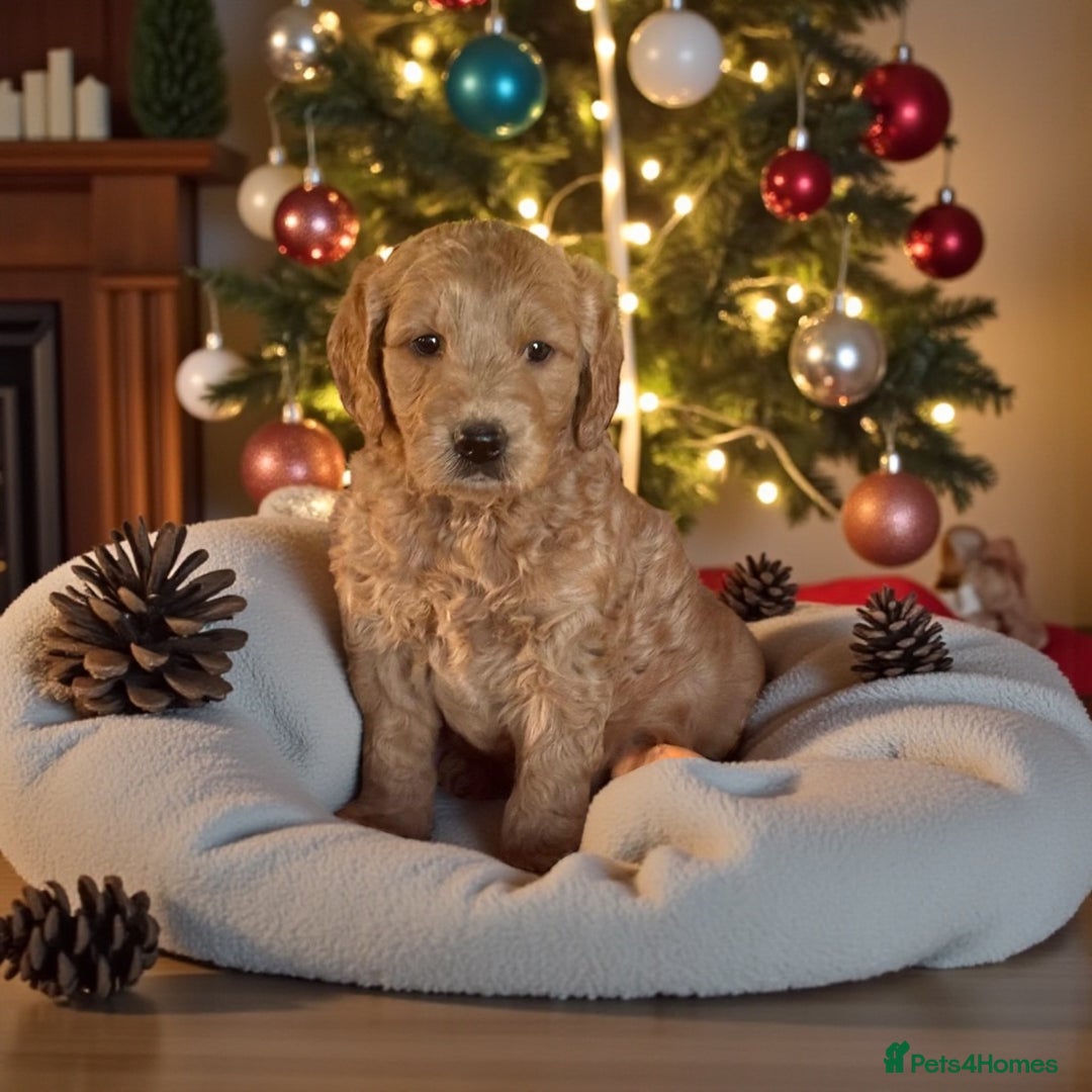 Mini Goldendoodle dogs for sale: 6 mini goldendoodle puppies for sale - Advert 7